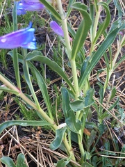 Penstemon