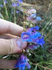 Penstemon