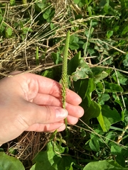 Plantago major