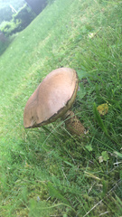 Leccinum scabrum