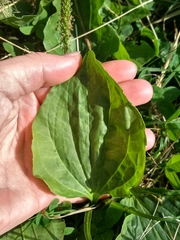 Plantago major