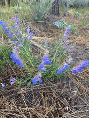 Penstemon