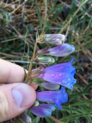 Penstemon