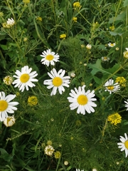 Tripleurospermum inodorum