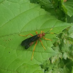 Tmetogaster nubilipennis