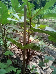 Abelmoschus esculentus