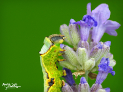 Furcula scolopendrina