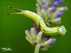 Furcula scolopendrina