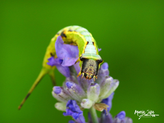 Furcula scolopendrina