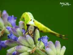 Furcula scolopendrina