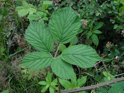 Painter's Bramble (Rubus painteri)