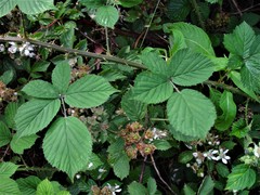 Rubus painteri