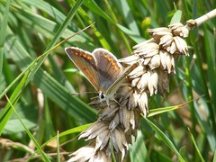 Aricia agestis