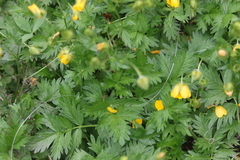 Potentilla flabellifolia
