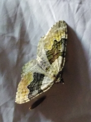 Xanthorhoe quadrifasiata
