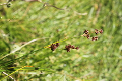Juncus oxycarpus