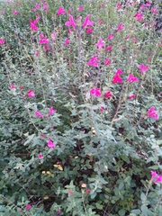 Salvia microphylla