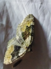 Xanthorhoe quadrifasiata