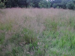 Deschampsia cespitosa cespitosa