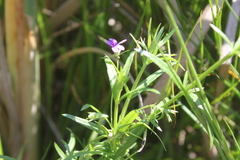Monopsis stellarioides