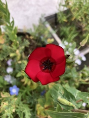 Linum grandiflorum