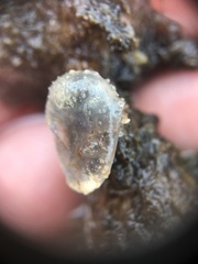 Ascidiella aspersa