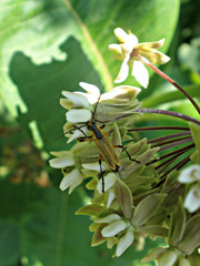 Chauliognathus marginatus
