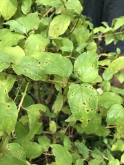 Elsinoe corni