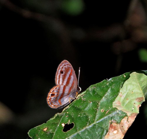 Euselasia euryone