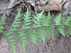 Cheiloplecton rigidum