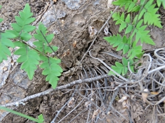 Cheiloplecton rigidum