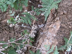 Notholaena candida