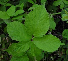 Rubus sciocharis