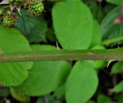 Rubus sciocharis