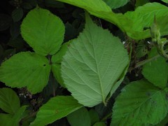 Rubus sciocharis