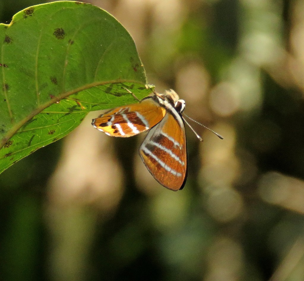 Euselasia euriteus
