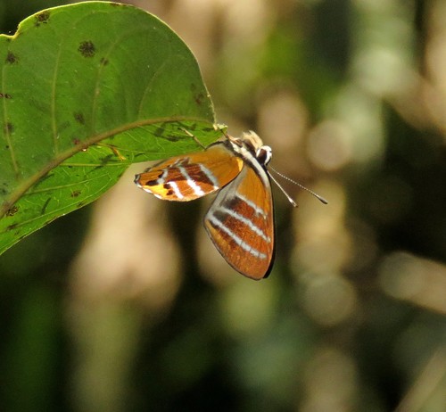Euselasia euriteus