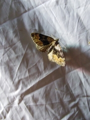 Xanthorhoe quadrifasiata