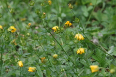 Potentilla flabellifolia