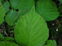 Rubus sciocharis