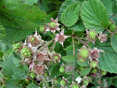 Rubus sciocharis