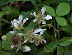 Rubus sciocharis