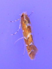 Lithocolletinae