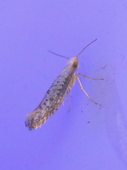 Argyresthia subreticulata