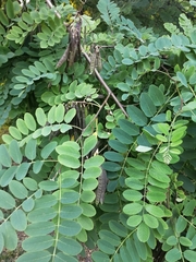 Robinia pseudoacacia
