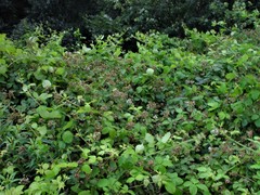 Rubus sciocharis