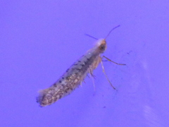 Argyresthia subreticulata