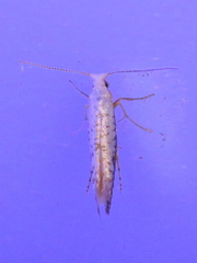 Argyresthia subreticulata