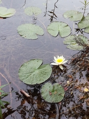 Nymphaea candida