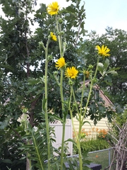 Silphium laciniatum